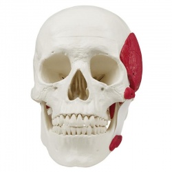 Erler-Zimmer Skull Model with Masticatory Muscles (3-Part)